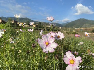 锋芒毕露的意思（锋芒毕露褒义还是贬义 ）