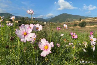 锋芒毕露的意思（锋芒毕露褒义还是贬义 ）