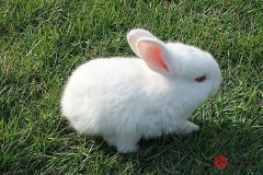 1987年属什么生肖属相（生肖兔35岁后命有多好 ）