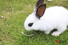 1987年属什么生肖属相（生肖兔35岁后命有多好 ）