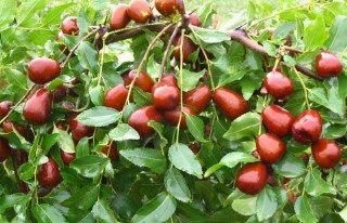 排名第一最好的镇宅树盆栽（家门口种什么花最旺宅 ）