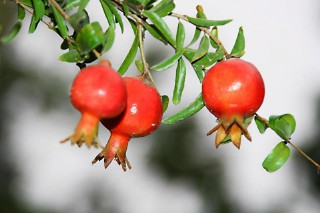 排名第一最好的镇宅树盆栽（家门口种什么花最旺宅 ）