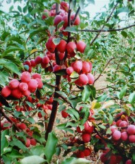 排名第一最好的镇宅树盆栽（家门口种什么花最旺宅 ）