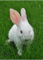 属龙的和什么相克（属龙的最佳婚配对象 ）