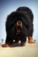 属龙的和什么相克（属龙的最佳婚配对象 ）