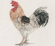 1993年属什么生肖年?（男羊女兔婚姻相配好吗）