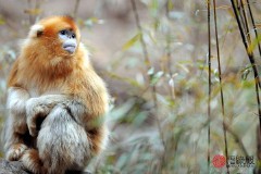 1992年属什么生肖年（92年属最佳婚配 ）