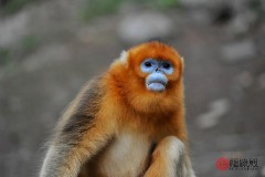 1992年属什么生肖年（92年属最佳婚配 ）