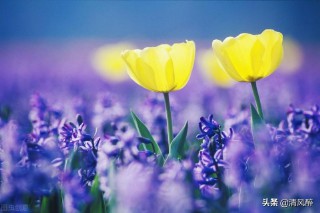 春天享受大自然的心情说说（形容春天大自然的美景句子 ）