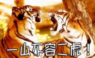 属虎的和什么相克相冲（虎年最克的四个属相）