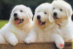 94年属什么的生肖婚配（93年属鸡男晚婚适合什么属相 ）