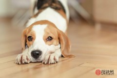 94年属什么的生肖婚配（93年属鸡男晚婚适合什么属相 ）