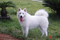 94年属什么的生肖婚配（93年属鸡男晚婚适合什么属相 ）