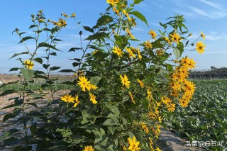 锋芒毕露的意思是褒义词还是贬义词（锋芒毕露的近义词 ）