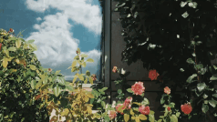 宫崎骏经典语录短句（宫崎骏日语治愈系句子 ）