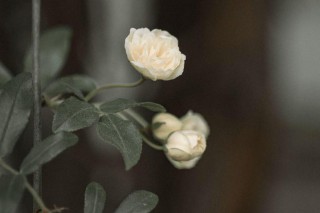 至死不渝的爱情句子（一句话诠释爱的最高境界 ）