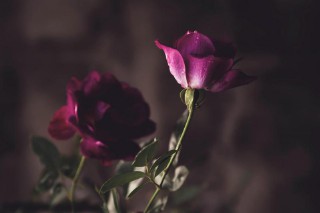 至死不渝的爱情句子（一句话诠释爱的最高境界 ）