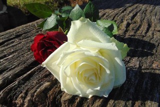 至死不渝的爱情句子（一句话诠释爱的最高境界 ）