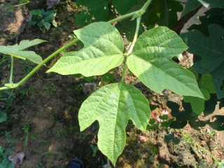 旮旯怎么读什么意思（男人说女人旮旯是什么意思 ）