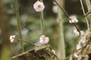 冬月是几月农历几月份（农历冬月是什么 ）