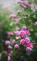 好自为之是什么意思在感情中（好自为之是断绝关系吗 ）