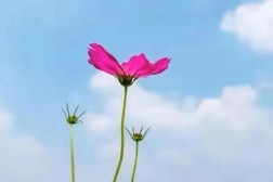 心平气和的意思解释（心平气和是形容什么的 ）