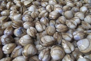 蛤蜊的读音和释义（蛤蜊的读音是什么）