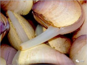 蛤蜊的读音和释义（蛤蜊的读音是什么）