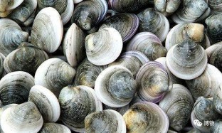 蛤蜊的读音和释义（蛤蜊的读音是什么）