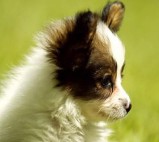 梦到狗咬我预示着什么（男人梦到狗咬我预示着什么 ）