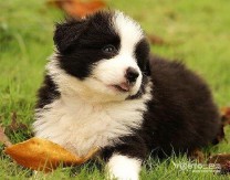 梦到狗咬我预示着什么（男人梦到狗咬我预示着什么 ）