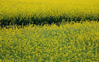 春分的节气时间是什么时候 （立春节气的气候特点 ）