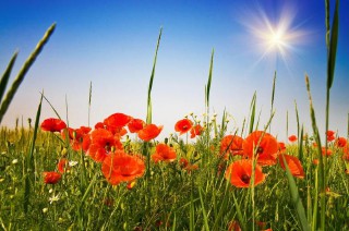 罂粟怎么读是什么东西（罂粟苗有什么功效与作用 ）