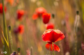 属马干什么一碰就发财 （属马的今年多大了）