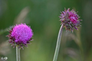 属马干什么一碰就发财 （属马的今年多大了）