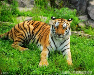 98年属于什么生肖年（98年属相最佳婚配表 ）