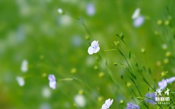 优美祝福语简短 （寓意美好的祝福语简短  ）