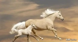 莫衷一是的意思（莫衷一是的意思及用法）