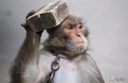 莫衷一是的意思（莫衷一是的意思及用法）