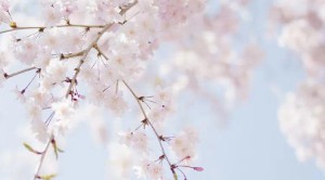 山海经里唯美的名字（山海经里好听的花名 ）