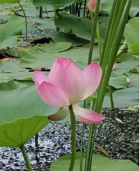 山海经里唯美的名字（山海经里好听的花名 ）