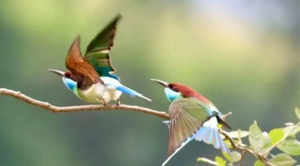 山海经里唯美的名字（山海经里好听的花名 ）