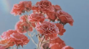 山海经里唯美的名字（山海经里好听的花名 ）