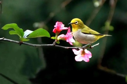 山海经里唯美的名字（山海经里好听的花名 ）