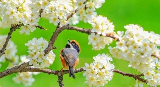 山海经里唯美的名字（山海经里好听的花名 ）
