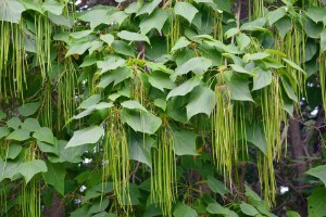 梓字取名的寓意和含义（ 梓字一般人用不起）