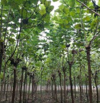 梓字取名的寓意和含义（ 梓字一般人用不起）