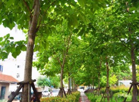 梓字取名的寓意和含义（ 梓字一般人用不起）