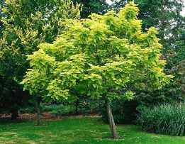 梓字取名的寓意和含义（ 梓字一般人用不起）