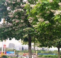 梓字取名的寓意和含义（ 梓字一般人用不起）